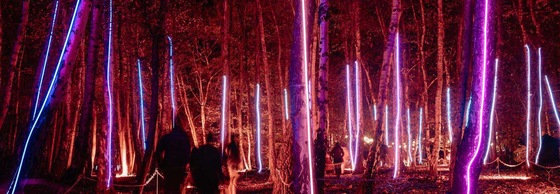 Illuminated trees at Windsor Great Park Illuminated
