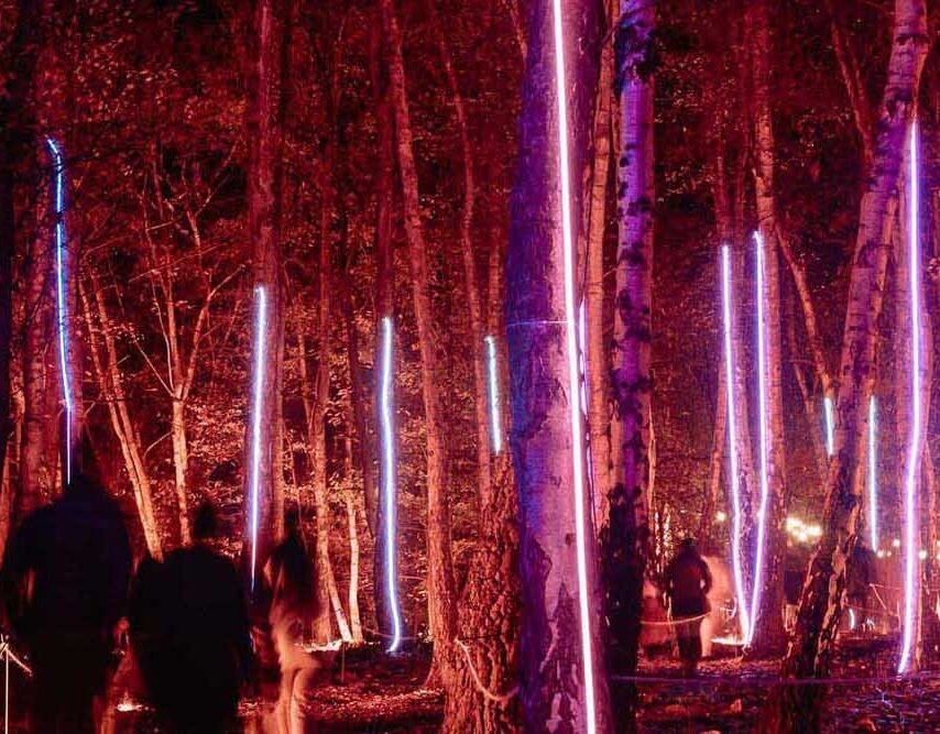 Illuminated trees at Windsor Great Park Illuminated