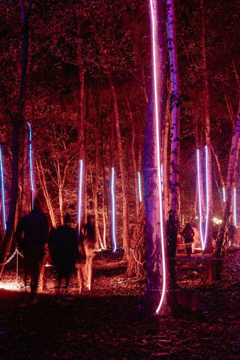 Illuminated trees at Windsor Great Park Illuminated